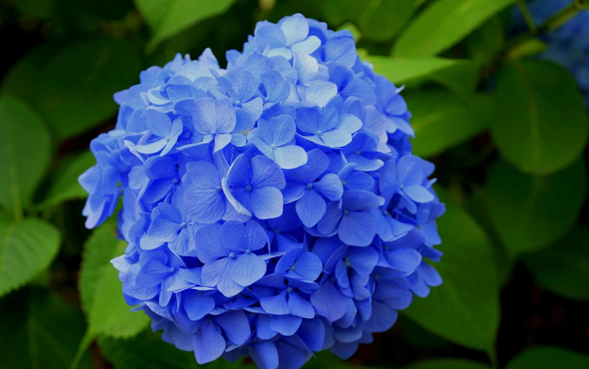 How to Grow Gorgeous Hydrangeas in the South: Your Complete Guide to Big, Beautiful Blooms
